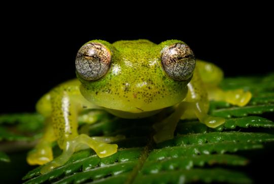 L'Équateur Cochran frog (Nymphargus griffithsi), communauté d'El Plata, province de Carchi, Equateur
