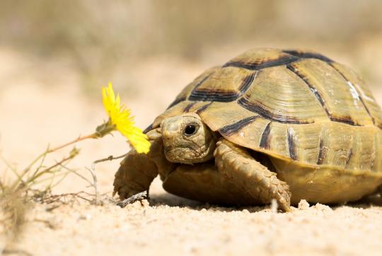 Egyptian tortoise (<i>Testudo kleinmanni<i\>), North Coast, Egypt. © Basem Rabia