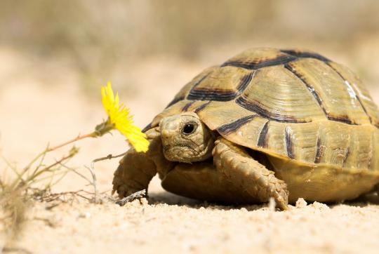  Tortue égyptienne (     