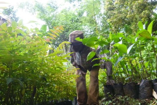 Tree nursery in Anjouan