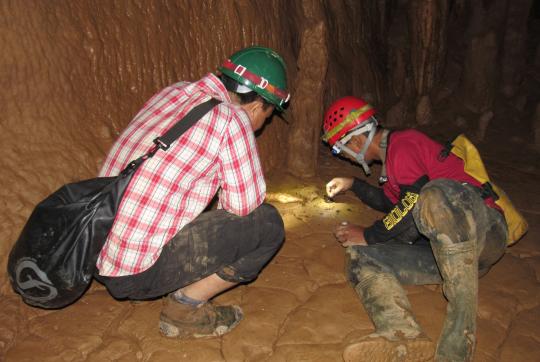 Invertebrate survey in limestone cave in Myanmar