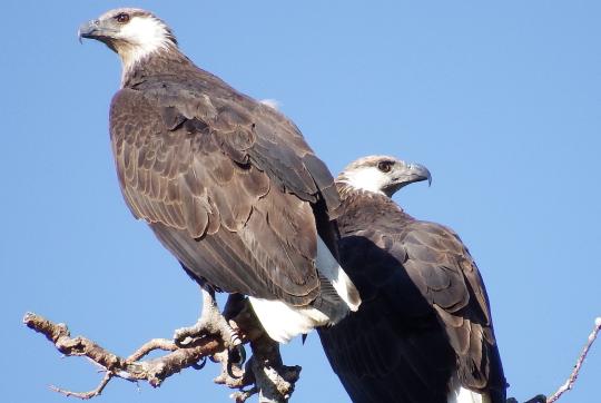 Two brown and white eagles in a tree top. 