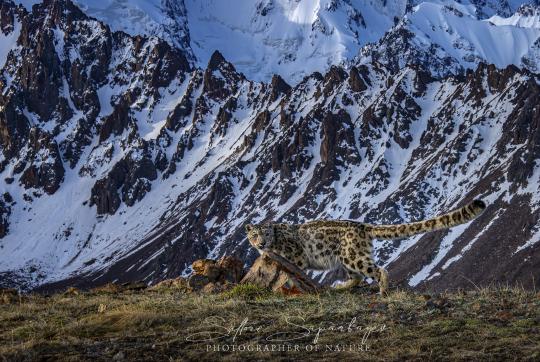 Léopard des neiges, nord du Tien Shan, Kazakhstan © Saltore Saparbayev