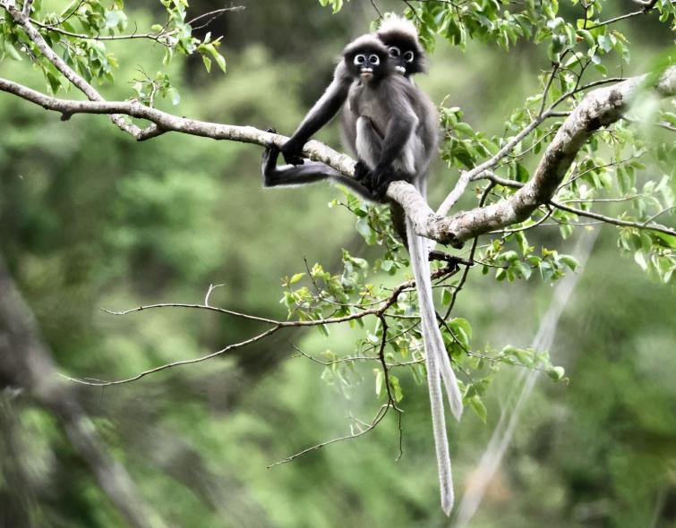 Deux singes gris sont assis sur une branche d'arbre.