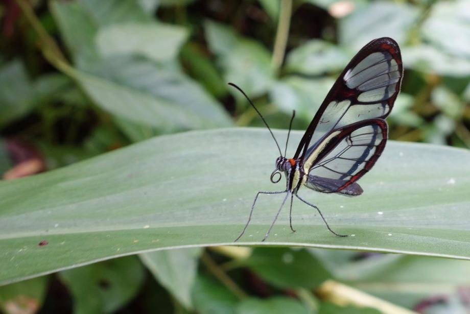 Gros plan de papillon aux ailes claires et noires sur feuille.