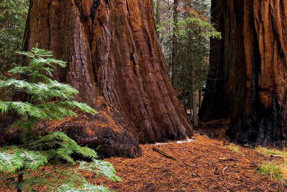 Base of two very large trees.