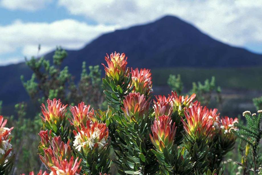Bush of red protea with mountains in the background.