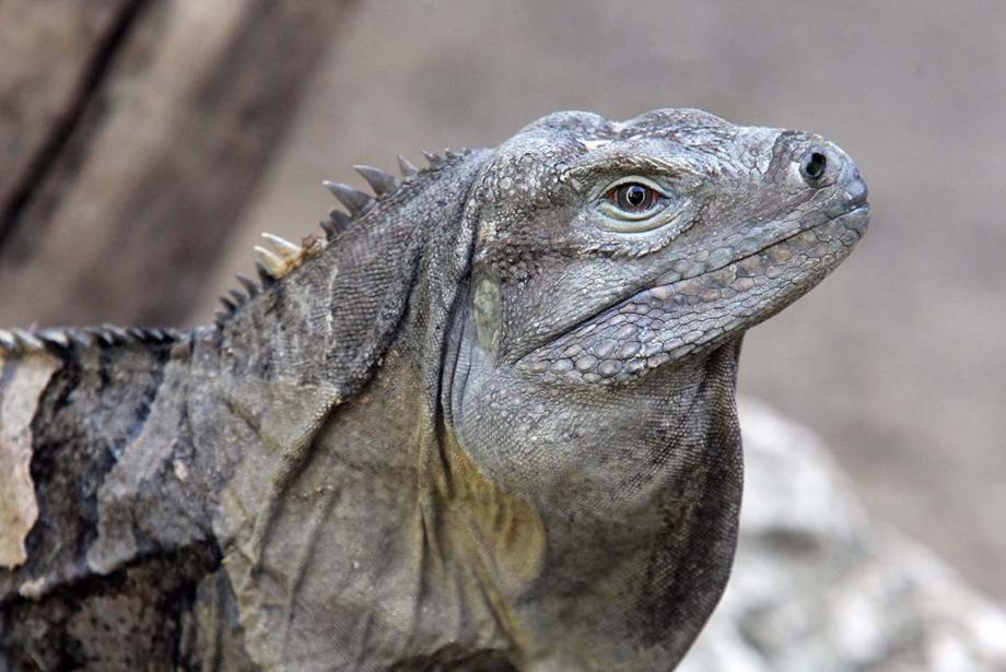 Close-up of iguana.