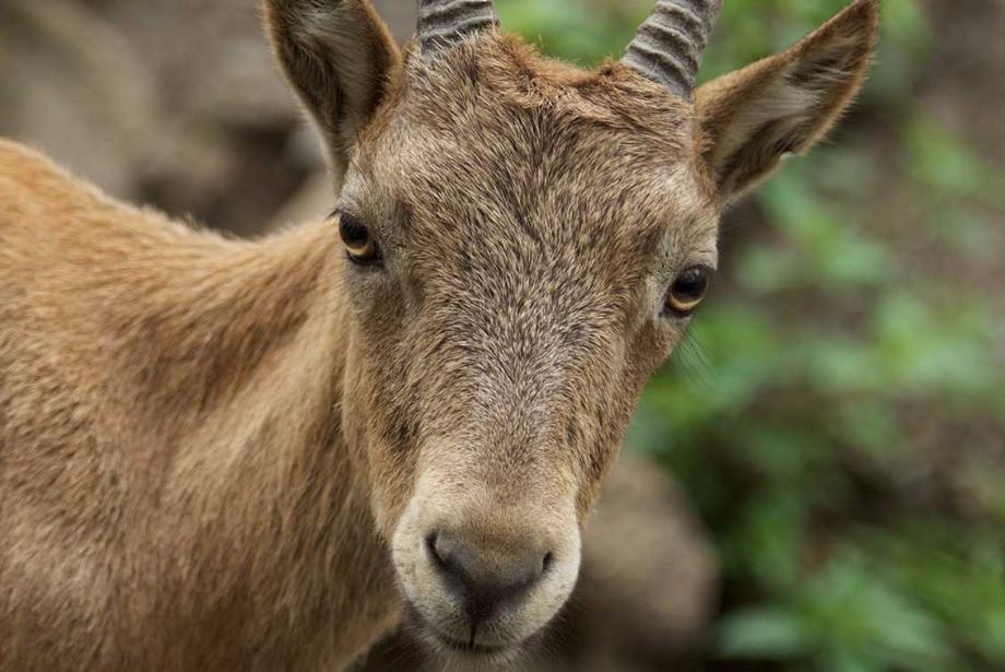 Close-up of head and beginning of torso of female goat with small horns.