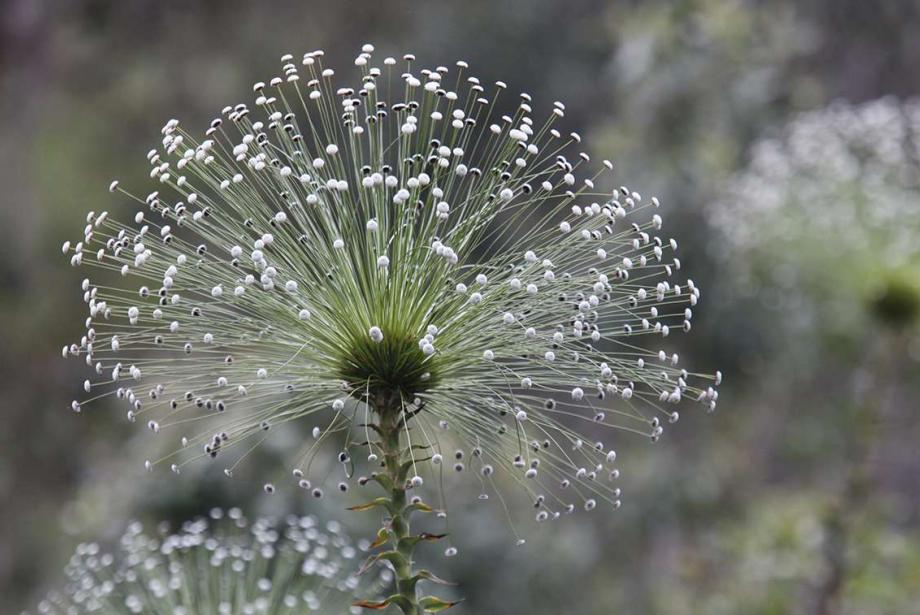 Delicate white and green flower.