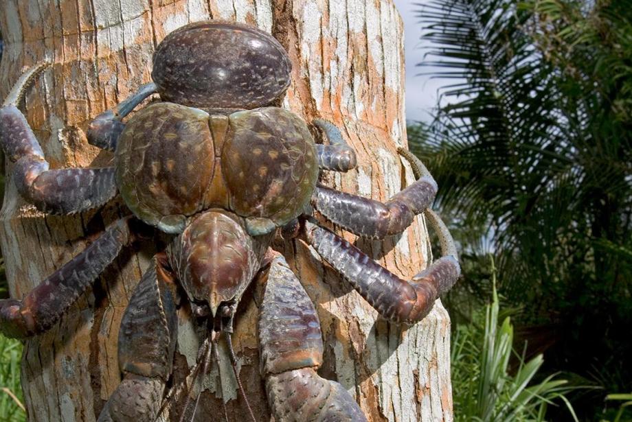 Très gros crabe brun sur tronc d'arbre.