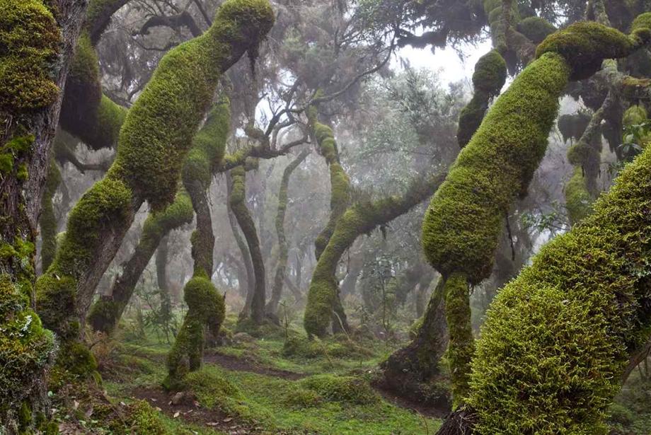 Luscious forest, trees with green up the trunks, which are leaning right.