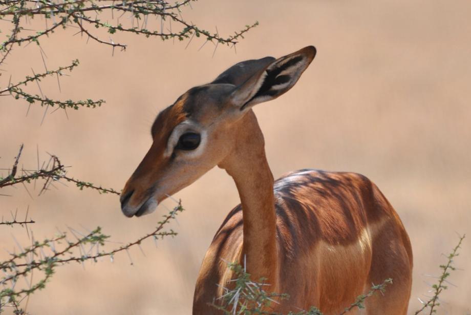 Close-up of small, brown antelope near spindly tree.