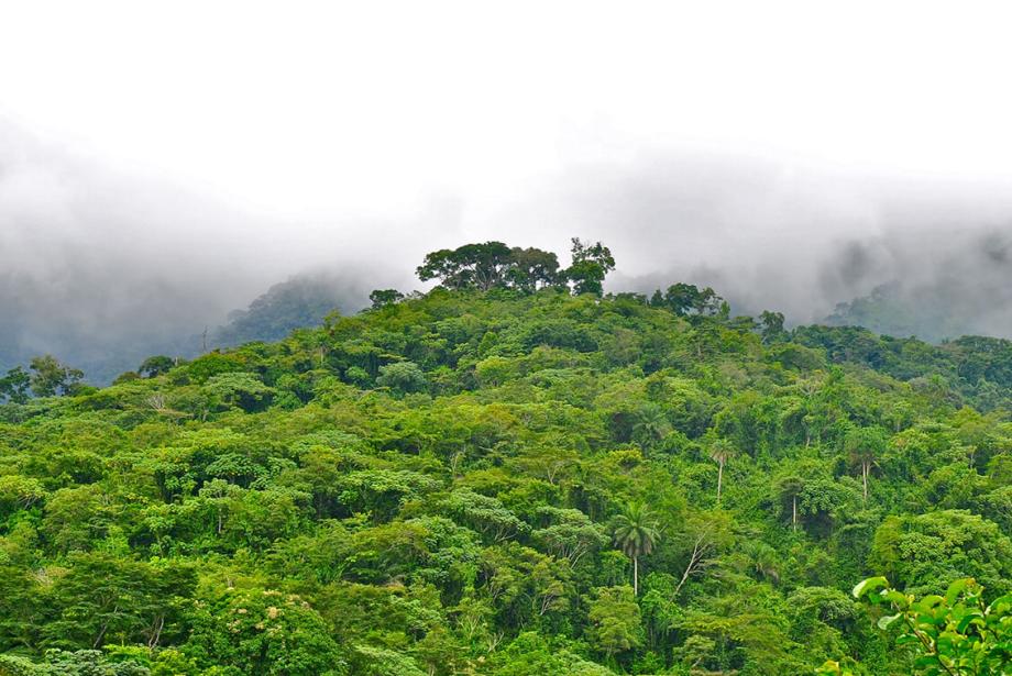 Green forest, misty clouds.