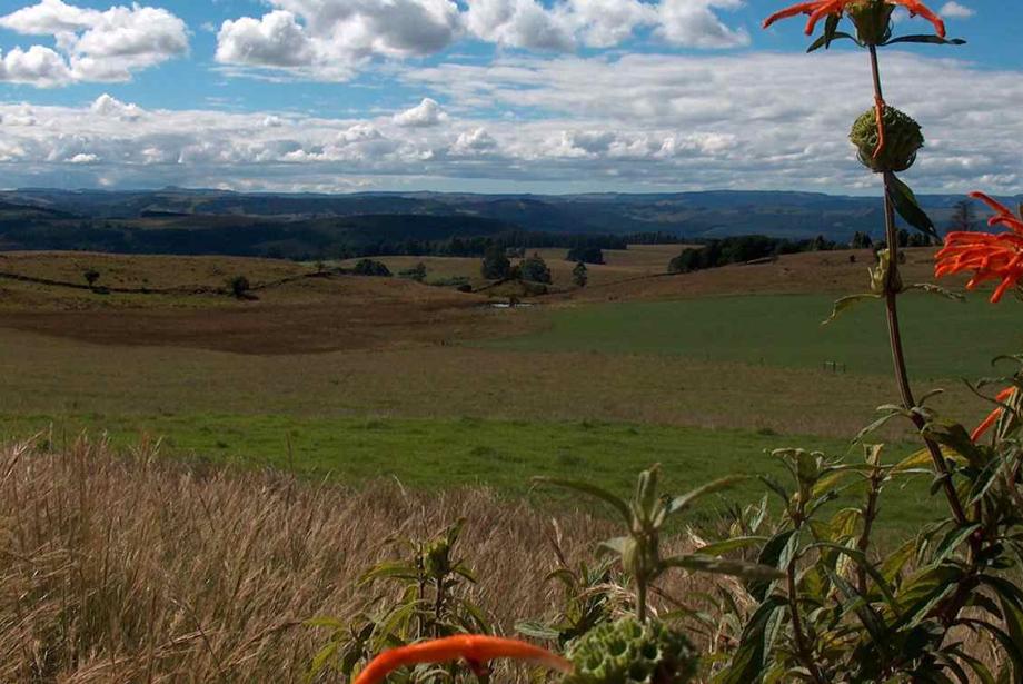Low rolling hills against blue, cloud-dotted sky, with red flower in foreground.