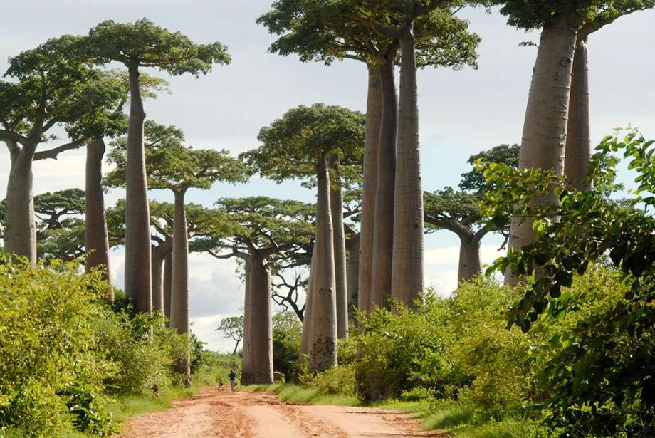 Dirt road, large boabab trees on either side.