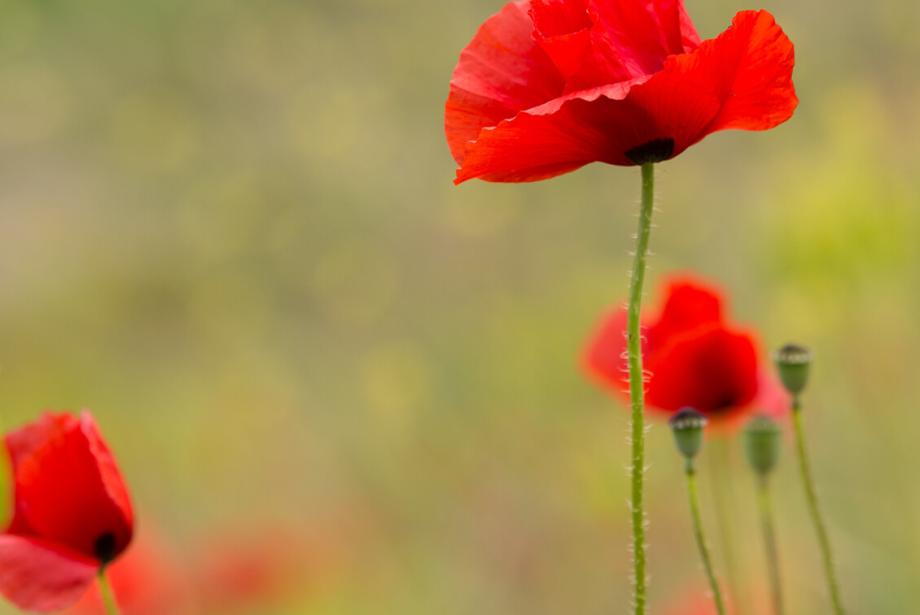 Close up of delicate, red flowers.