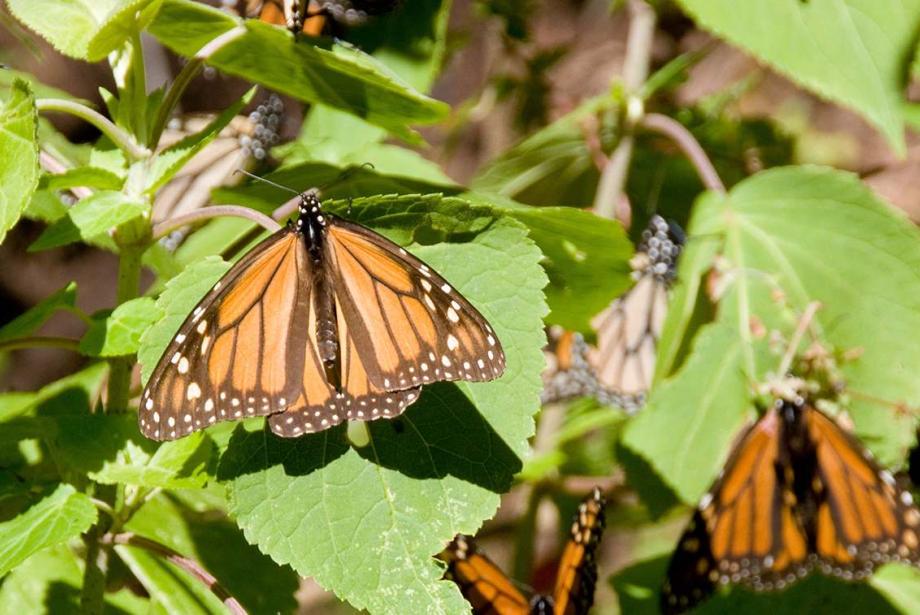 Close-up of about a dozen orange/black butterflies on plant.