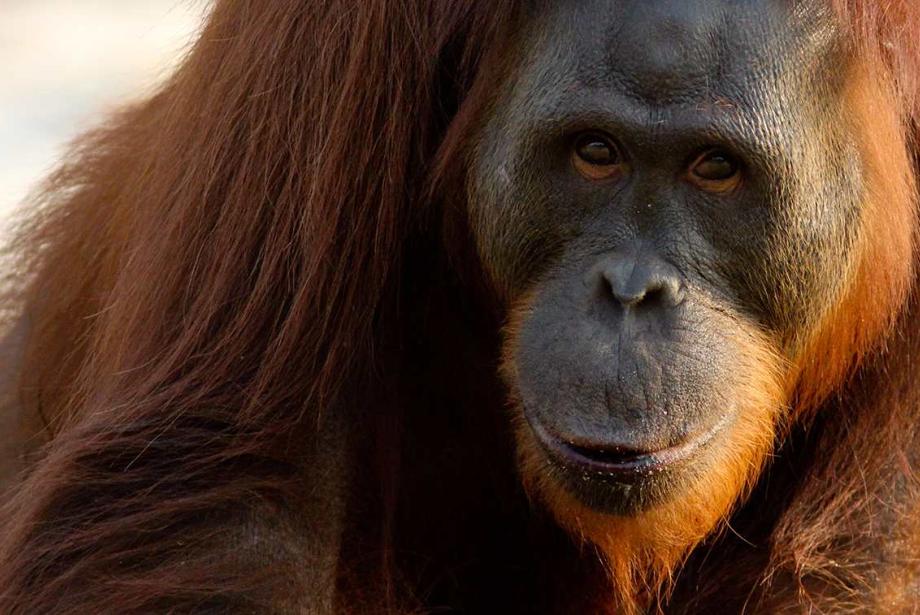 Large orangutan close up.