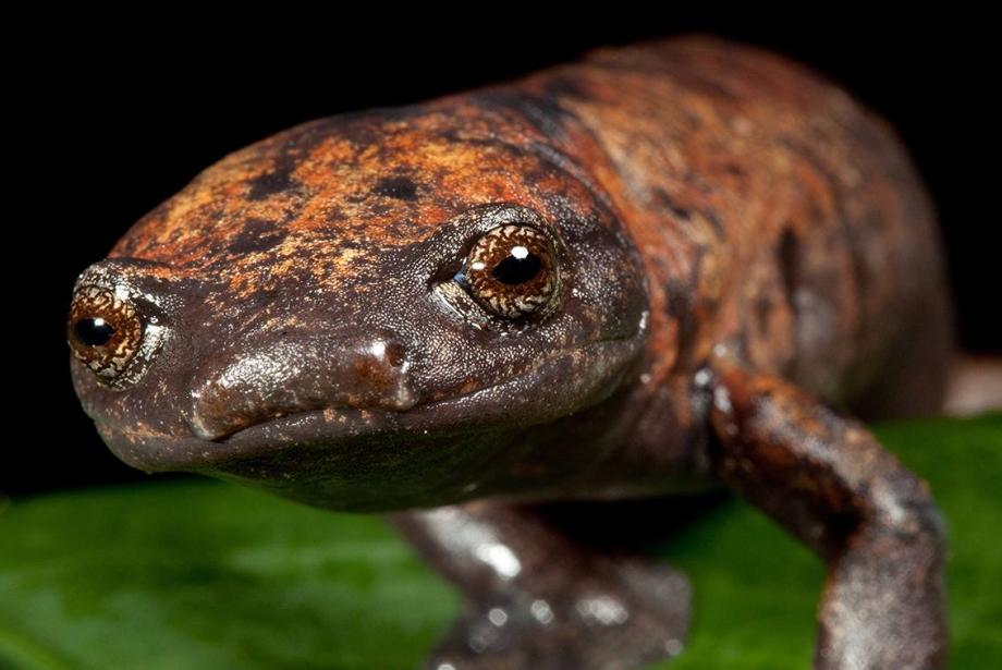 Close-up of brown and orange salamander on leaf.