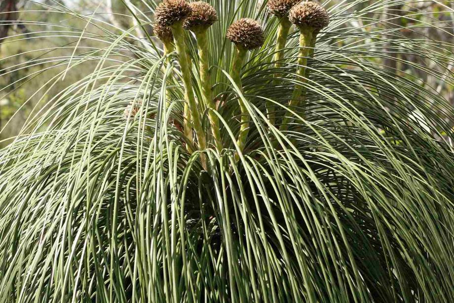Close-up of grassy plant.