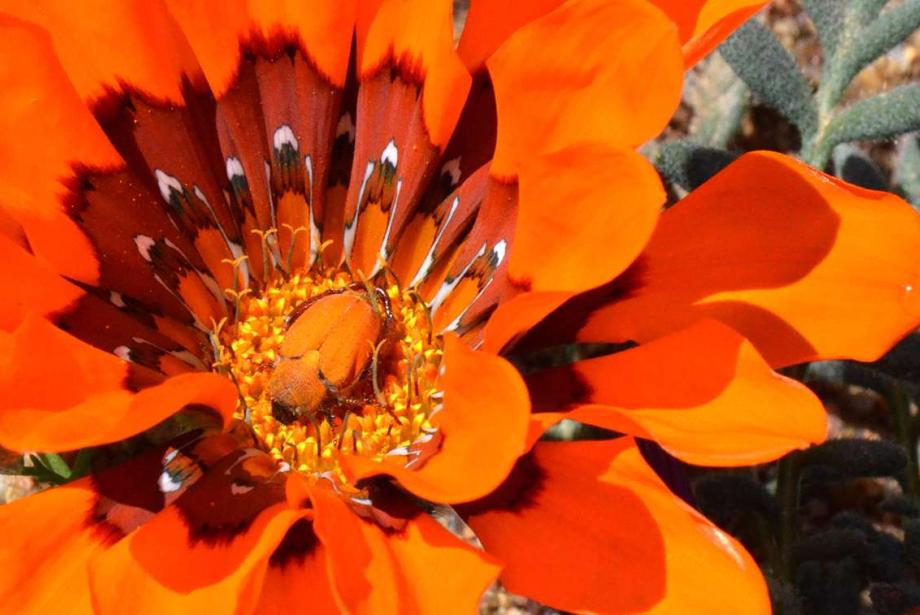 Close-up of bright orange flower with orange beetle in its center.