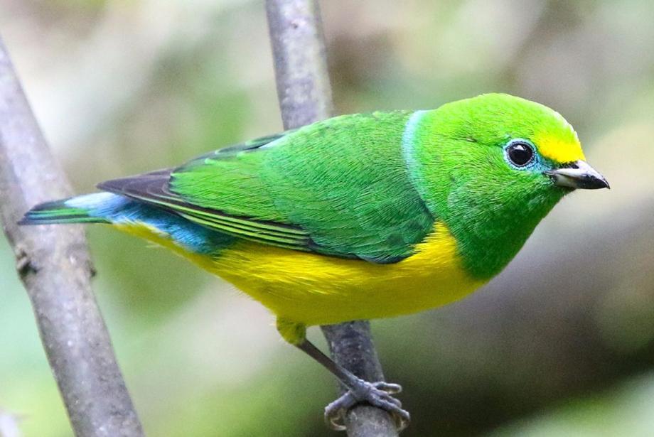 Close up of green, yellow, blue bird on branch.