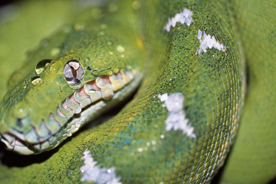Close-up of curled, green snake with white markings.