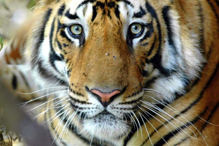 Striking close-up of tiger's face from slightly above.