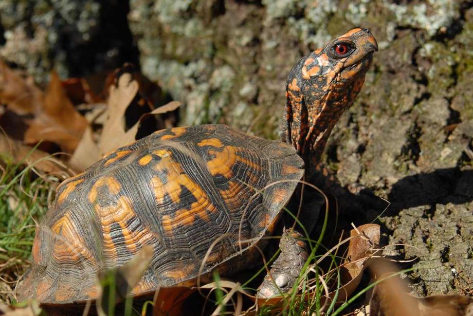 Close-up of brown and orange turtle next to tree, leaves scattered on the ground.