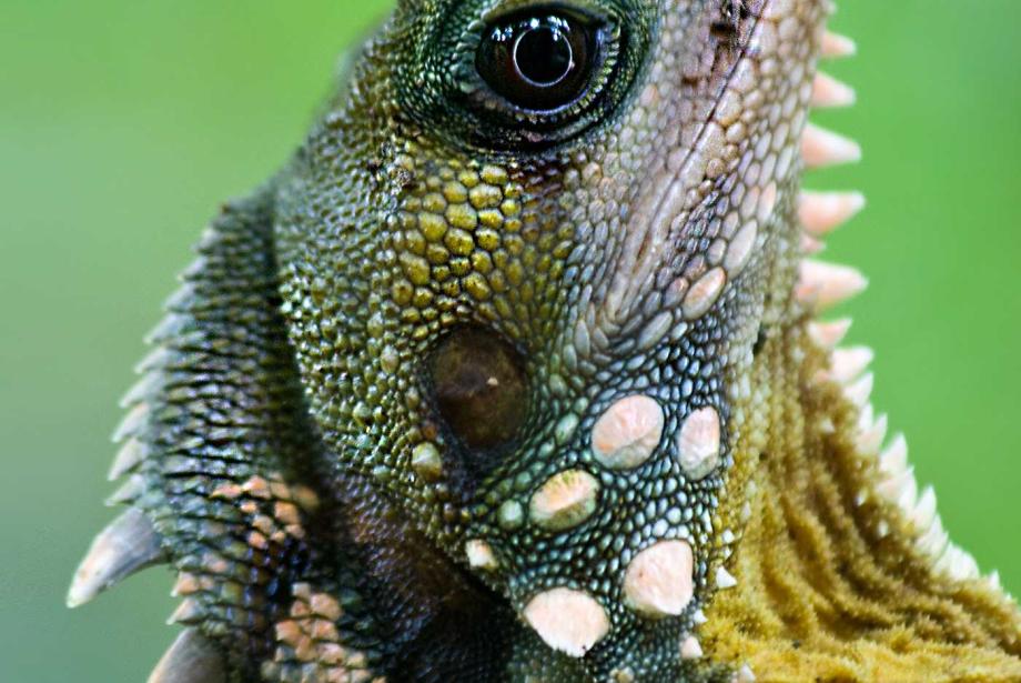 Close-up of blue and green lizard.