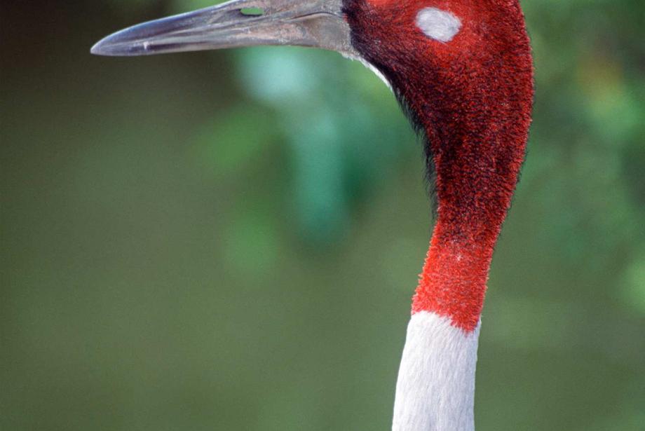 Close up of bald head, red face and white neck of sarus crane.