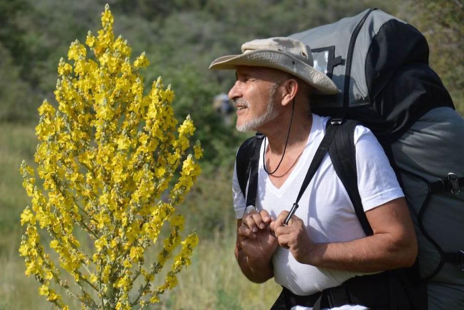 Man with large backpack standing next to yellow-flowering tree.