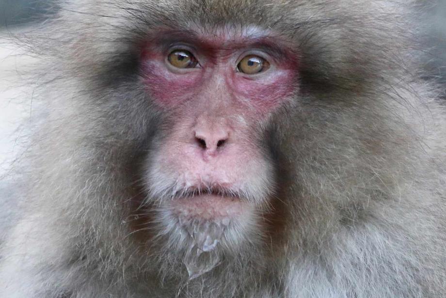 Close-up of monkey with light-brown fur and reddish face.