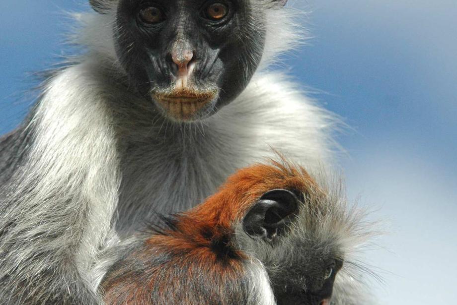 Close-up of mother monkey with juvenile between her arms.