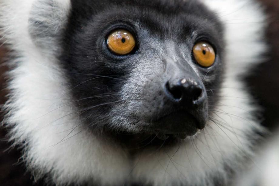 Close up of lemur's face, orange eyes.