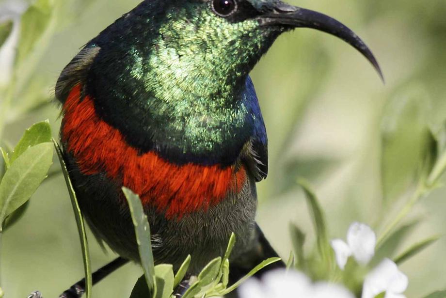 Close-up of bright green, red and blue bird with long, curving beak.