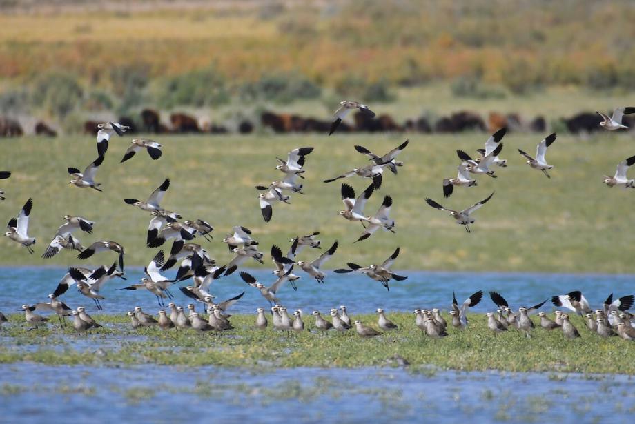Dozens of black-and-white birds on and above water.