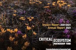 Fotografía de flores amarillas y violetas de la portada del informe.