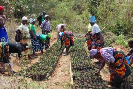 Group of women in colorful clothing plant tree seedlings.