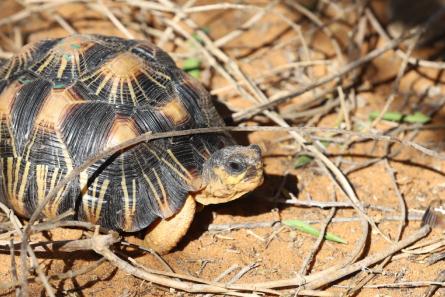 Photo of a radiated tortoise