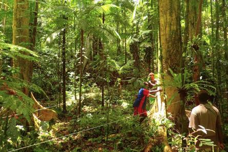 Tres personas midiendo un gran árbol en un bosque.