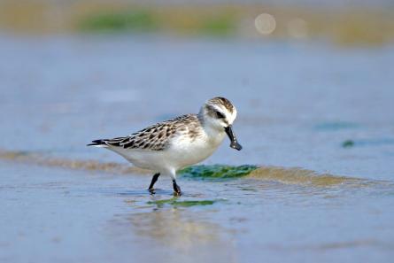 Close-up of spoon-billed sandpiper walking through marsh.