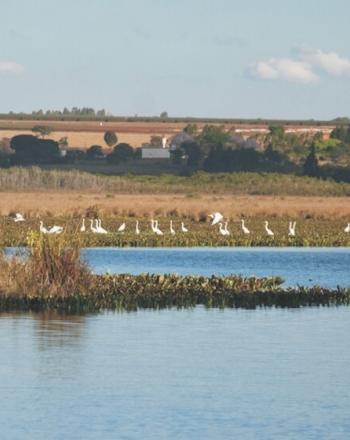 Water landscapes with birds in the distance.