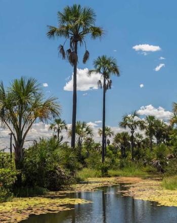 Landscape of water, tall palm trees and blue sky.