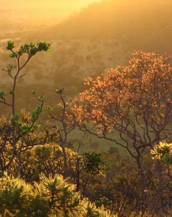 Cerrado landscape at twilight hour.