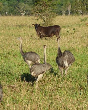 8 ostriches and 2 cows in a field.