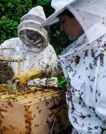 Tres apicultores protegiendo la ropa en una caja de colmena.