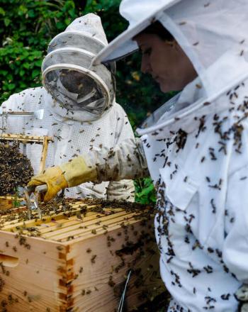 Three beekeepers in protecting clothing at a beehive box.