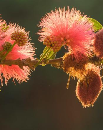 Close-up of pink-red flowers on branch, light illuminating them from behind.